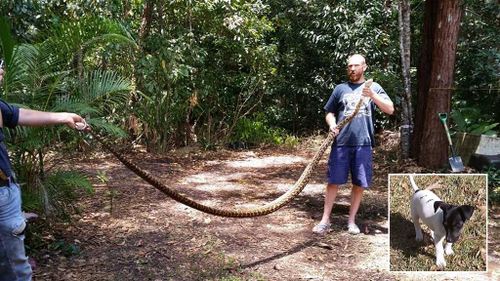 Giant python strangles woman's pet dog in Queensland