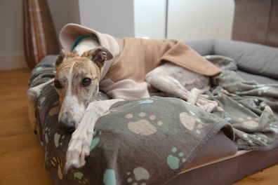 White and brown large pet greyhound rests her head and looks at the camera from her dog bed. Paw patterned blanket and thick fleece jumper for warmth