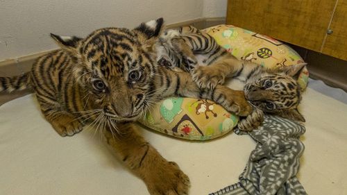 The pair hit it off immediately and were allowed to play with one another much earlier than planned. (San Diego Zoo)