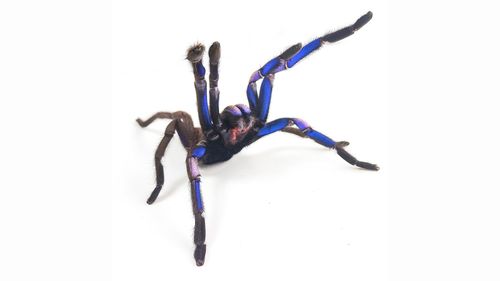 Electric blue tarantula spider discovered in Thailand