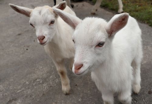 Twin sheep-goat hybrids, named This and That. (AAP)