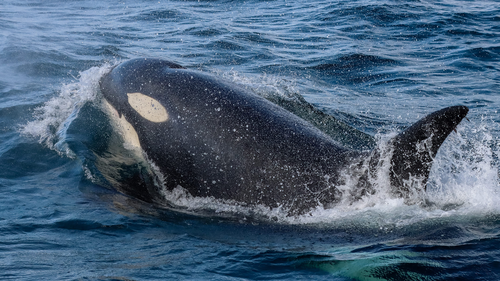 The orca encounter left those onboard the vessel shocked, as sightings in Port Macquarie are 'rare'.