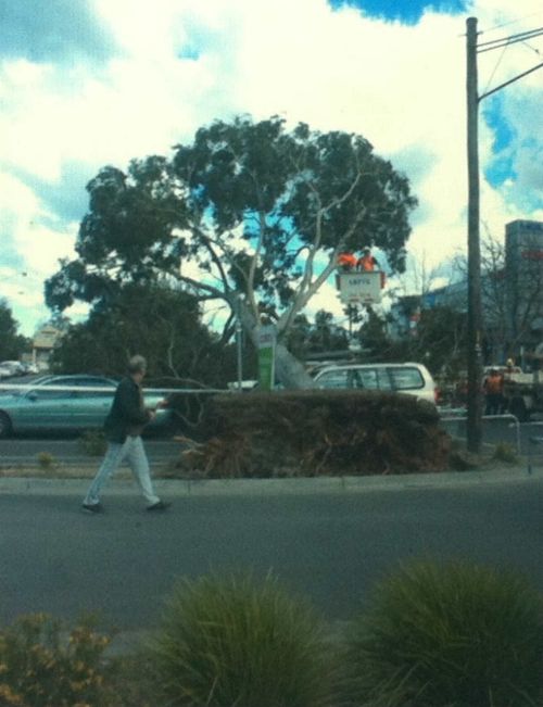 A tree falls after strong winds in the Melbourne suburb of Bayswater. (Photo: Katie Smith)