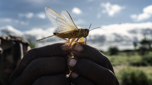 A man holds a desert locust in his hand on May 21, 2020 in Samburu County, Kenya. Trillions of locusts are swarming across parts of Kenya, Somalia and Ethiopia, following an earlier infestation in February. (Photo by Fredrik Lerneryd/Getty Images)