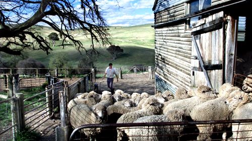 Foot and mouth disease is far harder to track among sheep populations, compared to cattle, because they are not tagged the same way.