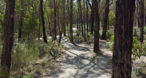 The tracks where Samantha Murphy regularly ran. Mineshafts are dotted throughout the bush but locals know not to leave the paths.