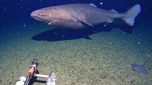 Australian researchers have captured vision of a shark in near-freezing water in Antarctica for the first time.﻿