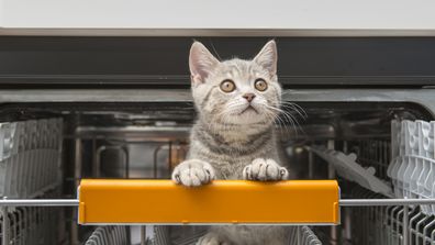 Kitten caught in dishwasher. Kitten stuck. Cute kitten exploring.