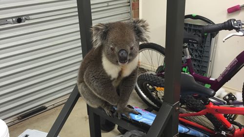 The koala only got minor scratches and will be returned to his home soon. (Lauren Davis)