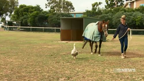 Lucy Goose and Henry Horse first met seven years ago and today they waddled and trotted through another Valentine's Day together (Supplied)