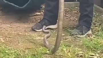 Brown snake leaves behind &#x27;rare&#x27; gift for snake catcher 