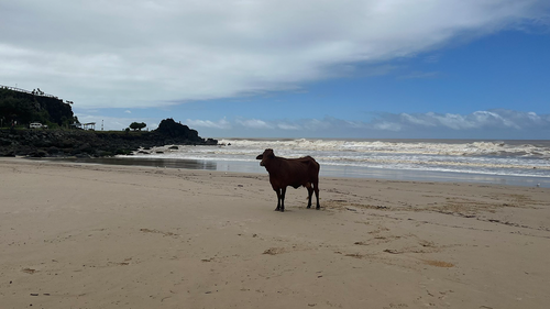 It's believed the animal survived being swept about 10kms down the Tweed River.