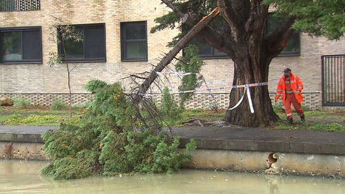 There were 191 call outs to the SES, many of those for fallen trees