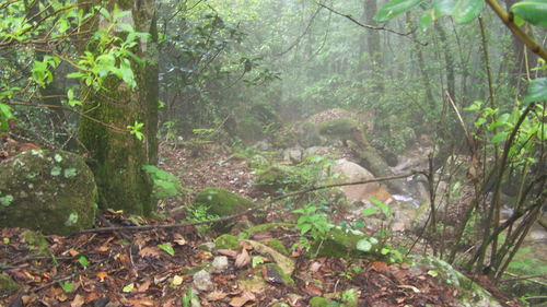 Habitat in Jalisco, Mexico where C. rubinus is found.