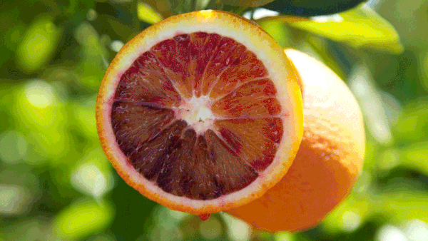 Blood Orange on the tree at Redbelly Citrus