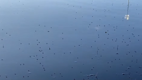 A Perth councillor is in a standoff with council over a mosquito and midge outbreak that is leaving children with bites at a popular park.