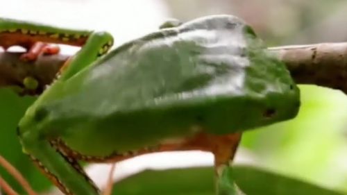 A frog poison enters the patient's blood stream through burns in the skin and it is claimed it has health and transformation benefits.