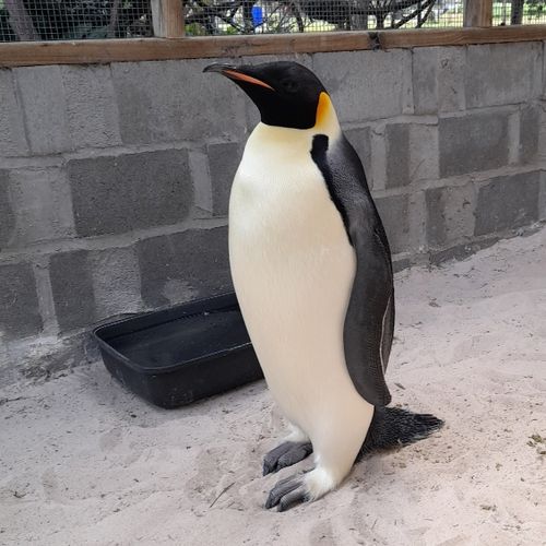 Emperor penguin found in Denmark, WA on November 1, 2024