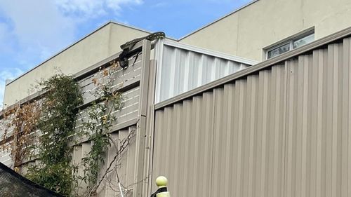 A Fire and Rescue NSW crew became engaged in a real-life game of snakes and ladders today, trying to catch a slippery serpent on the loose in Sydney's south.The crew from Menai was called to Gymea Bay Road at about 8am following reports of a snake inside a house.
When firefighters arrived, the two-metre diamond python raced out of the home and into a tree in the backyard.