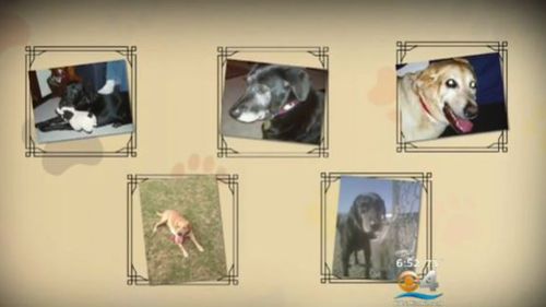 A US pet loss counsellor said leave is important following the death of a pet in order for people to 'function' normally. (CBS Miami)