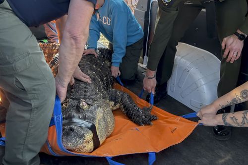 Authorities seize 3.4-metre alligator from New York swimming pool 