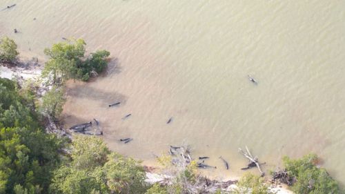 Almost 100 false killer whales beach themselves off South Florida coast
