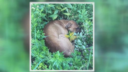 Remi at the time of his discovery. (FOX 29)