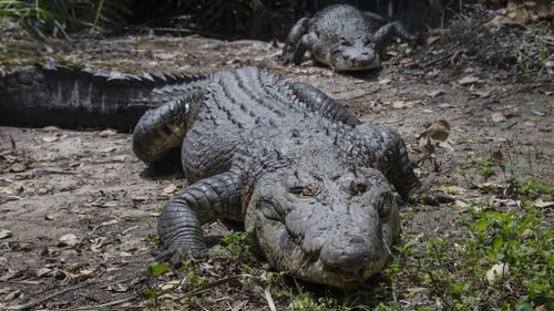 When is crocodile breeding season? 