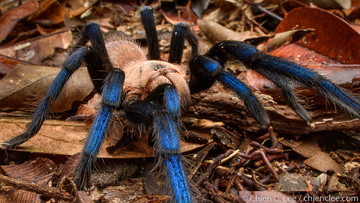 Birupes simoroxigorum is a striking species which typifies the threats faced by arachnids. 