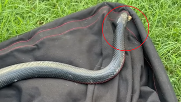 Red bellied black snake eats eastern brown in Queensland.