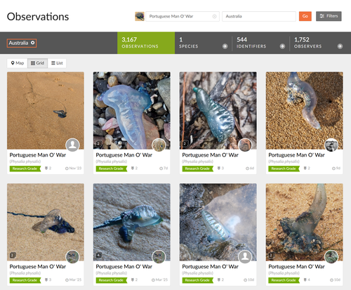 There are more than 3000 images of bluebottles in Australia on the website.