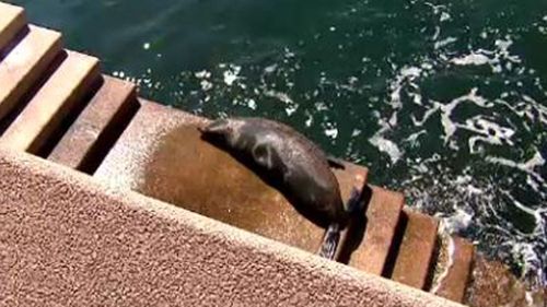 It might be the last time a seal is spotted in the harbour this season. Usually they move on as the weather gets warmer. (9NEWS)