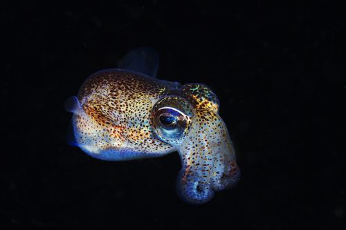 Bobtail glow squid