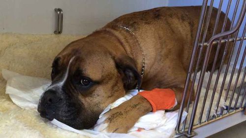 Bossco, a five-year-old Boxer, seen pictured at the vet clinic after being bitten by a snake. Image supplied.