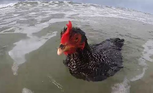 Mrs Chook: Chicken In Victoria Learns To Surf At Ocean Grove Beach