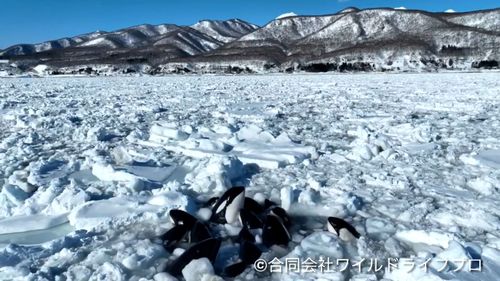 Killer whales trapped by ice in Japan
