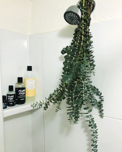 How To Make A Eucalyptus Shower For Decongestion And Better Sleep