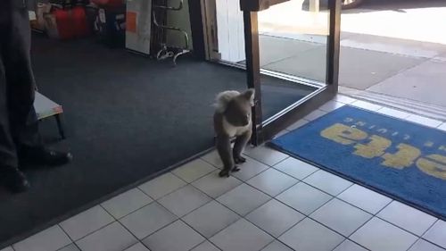 Rather than exit the store, the koala decided to stick around (Facebook)