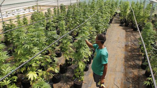 Medicinal marijuana being grown in Chile. (AFP file image)