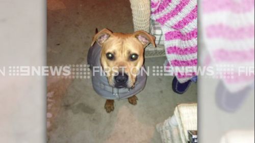 The dog has since been put down. (9NEWS)