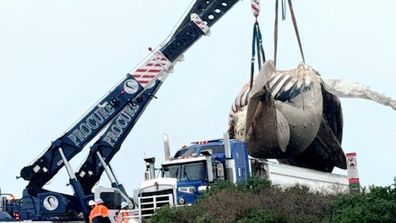 Whale Removal