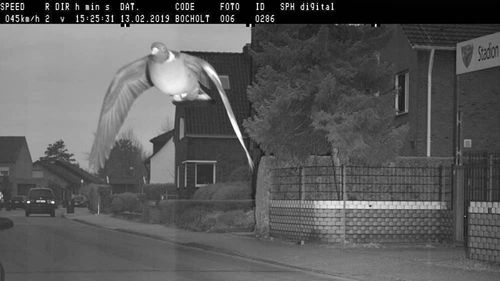 Pigeon caught speeding after flashing past camera