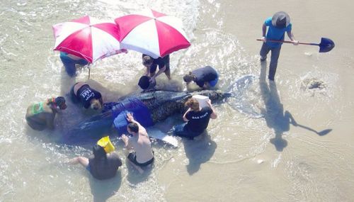 The whale became stranded about midday. (Castaways Moreton Island)
