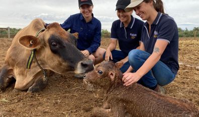 Calf being born on Messina farm in Victoria. 