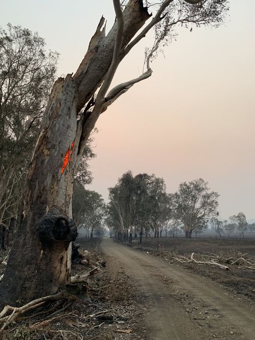 In most areas, firefighters didn’t have time to put out every fire. This tree continued to burn from the inside out for days. 