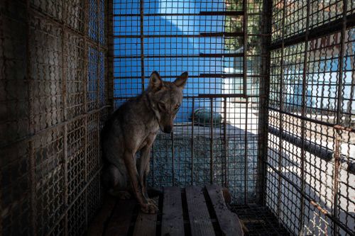 The zoo had been closed by owners after criticism emerged about the treatment of its animals.