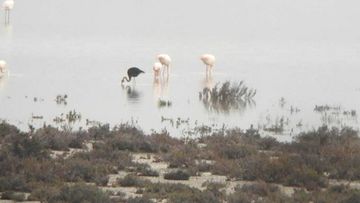 The black flamingo was spotted close to the resort city of Limassol. (British Forces Cyprus)