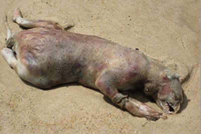 Remains of a creepy-looking animal washed up on a beach freaked the crap outta the Internet in 2008.<P>Experts suggested it was the body of a raccoon with its jaw missing - but the creature was never actually found, and no tests were carried out.