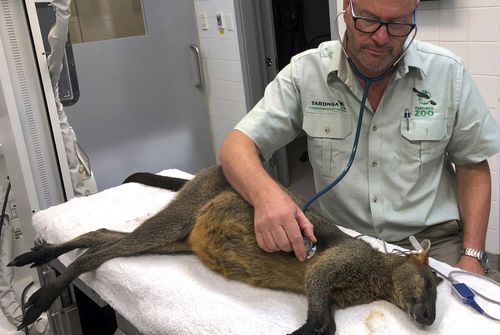 The adult male was captured without any apparent serious injury and is expected to be released back into the wild within days. (AP via Taronga Zoo Conservation Society)