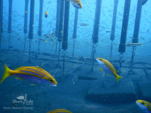 Fish swim in and around in the sharksafe barrier in Reunion Island. (Photo credit: CRA, Shark Risk Management Centre, Réunion)